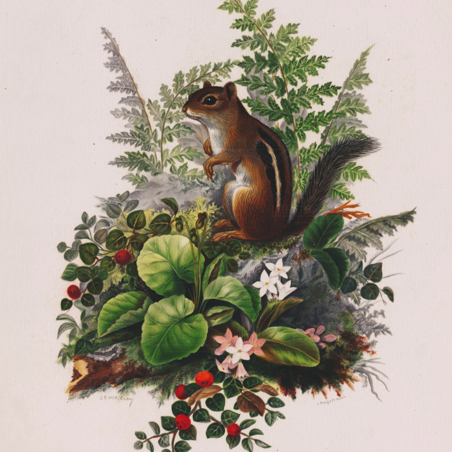 Chipmunk and Ferns