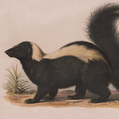 The Solitary Skunk