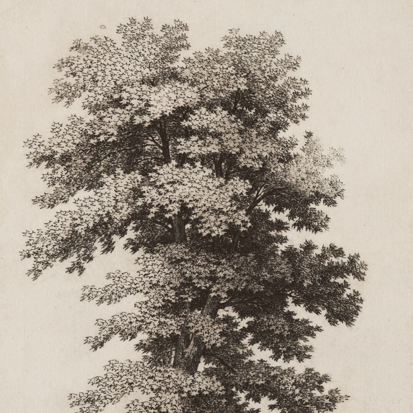 A Plane Tree Vintage Sepia Sketch