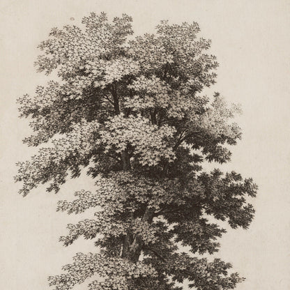 A Plane Tree Vintage Sepia Sketch